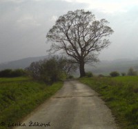 /album/fotogalerie-cestou-/telefon-168s-jpg/